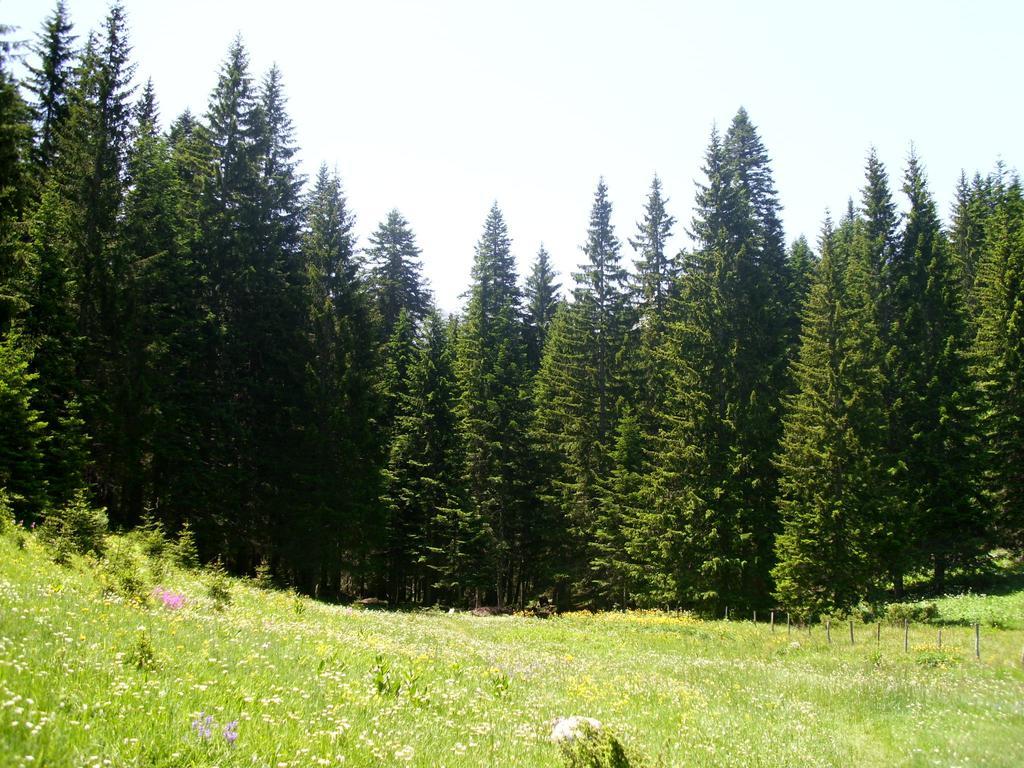 Apartment Vujisic Žabljak Cameră foto
